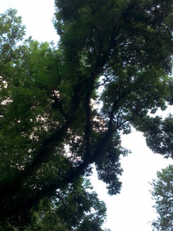 Deux arbres qui s'entremêlent vu d'en dessous